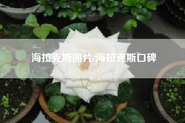 海拉克斯图片/海拉克斯口碑