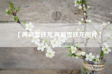 【两厢雪铁龙,两厢雪铁龙图片】 【两厢雪铁龙,两厢雪铁龙图片】